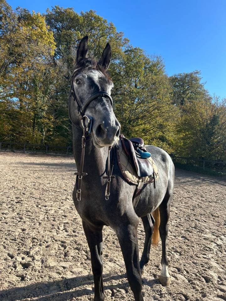 Gelding Zangersheide For sale 2021 Grey