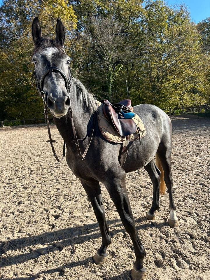 Gelding Zangersheide For sale 2021 Grey