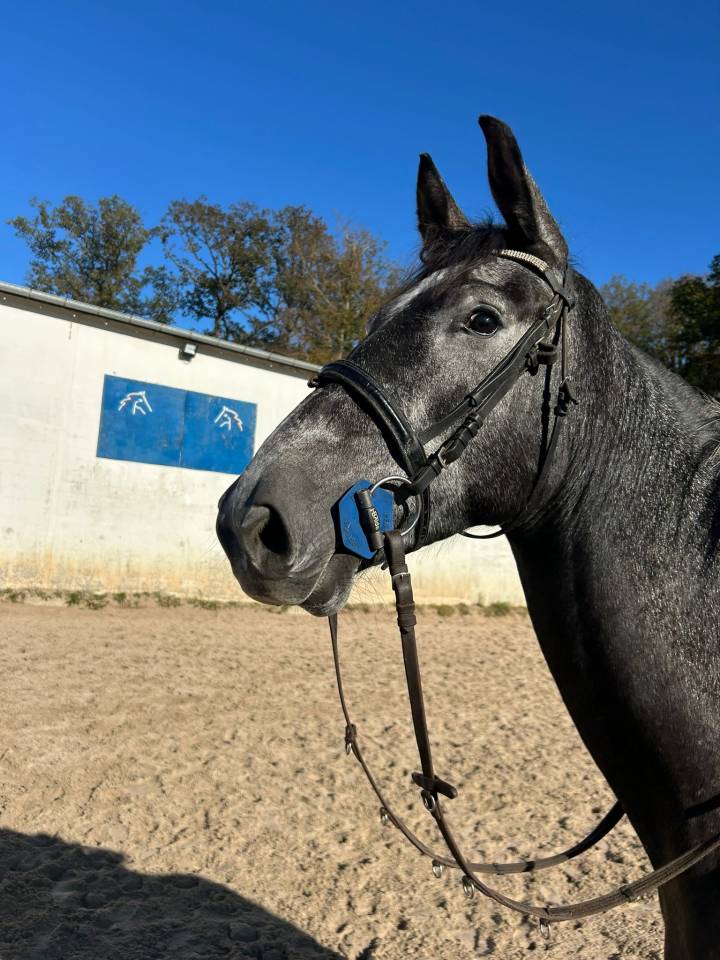 Gelding Zangersheide For sale 2021 Grey