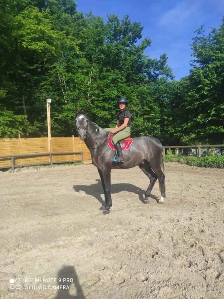 Gelding Zangersheide For sale 2021 Grey