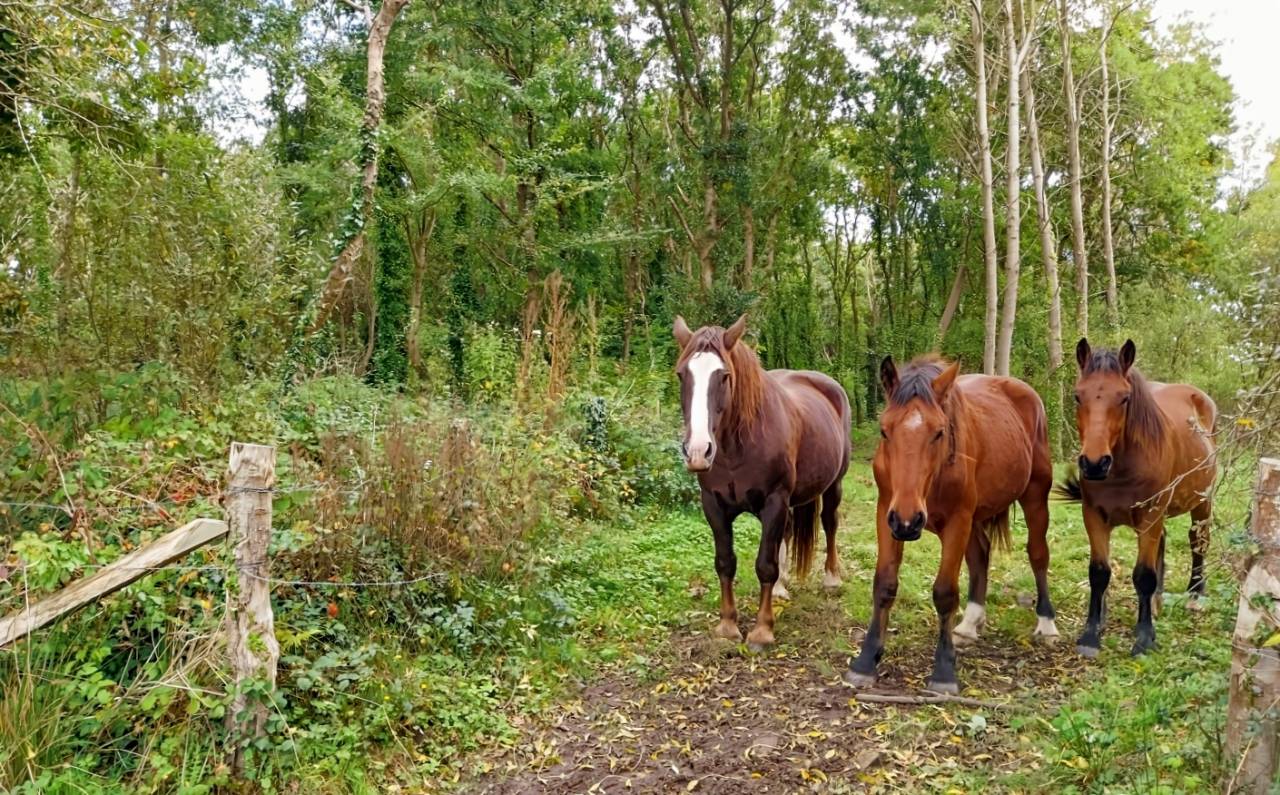 Luxurious equestrian property  Manche