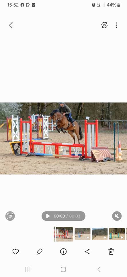 Entire French Saddle Pony For sale 2021 Bay