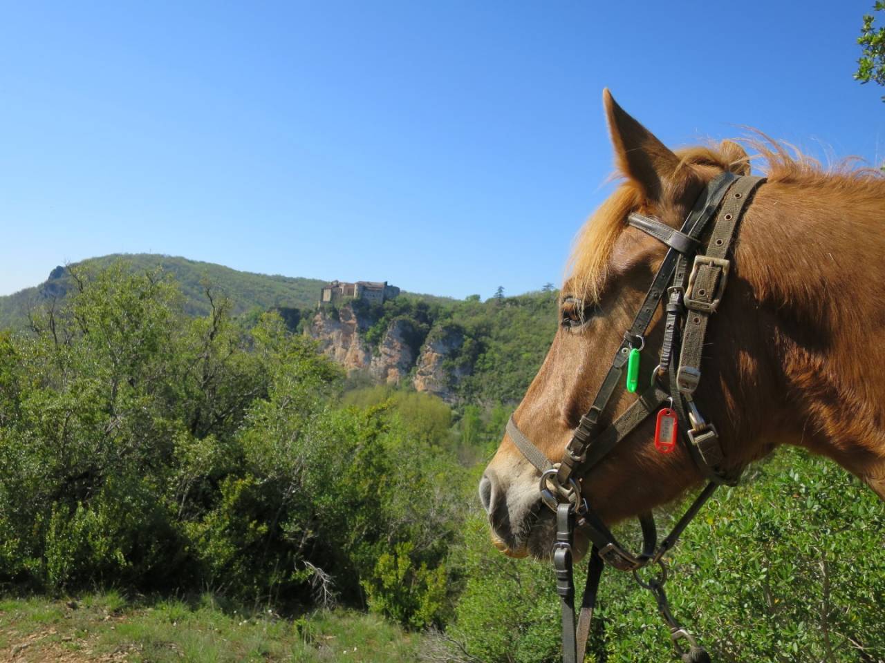 Equestrian property  Tarn-et-Taronne