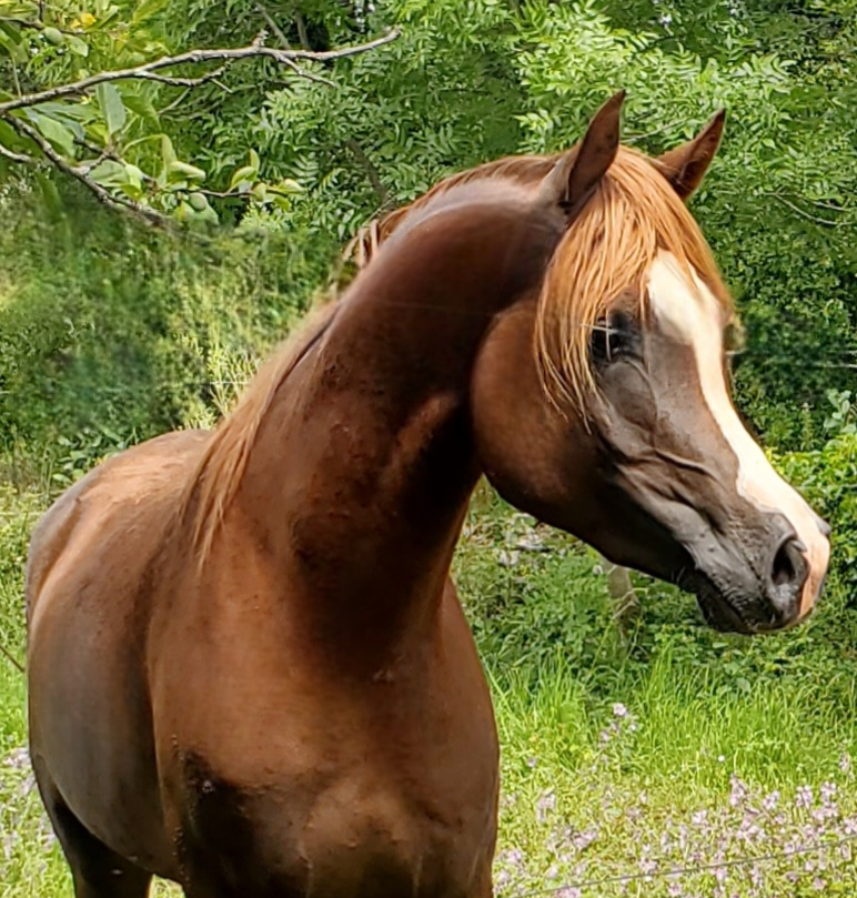 Light my fire - Arabian Thoroughbred 2021 by Habibate patakin