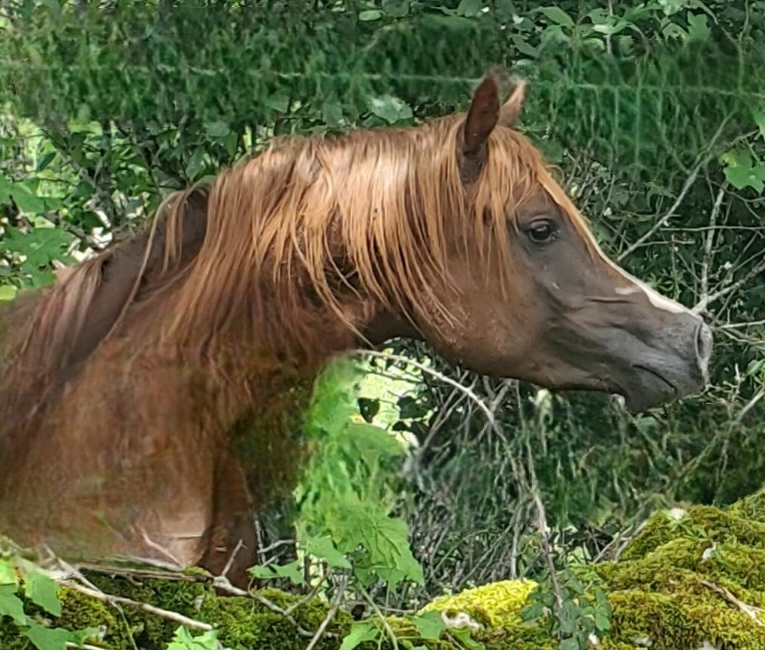 Light my fire - Arabian Thoroughbred 2021 by Habibate patakin