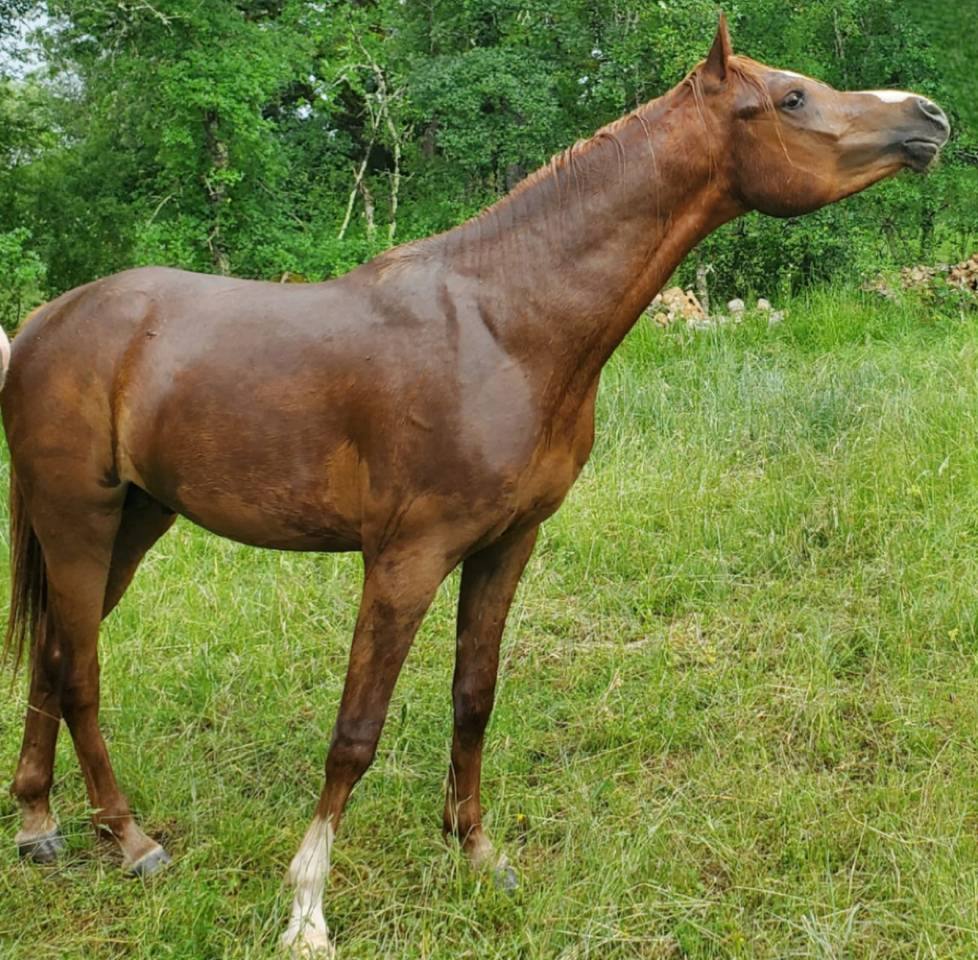 Light my fire - Arabian Thoroughbred 2021 by Habibate patakin