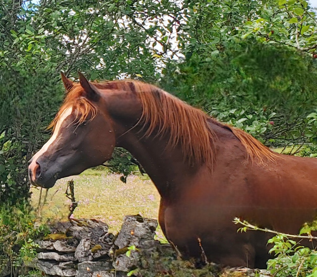 Light my fire - Arabian Thoroughbred 2021 by Habibate patakin