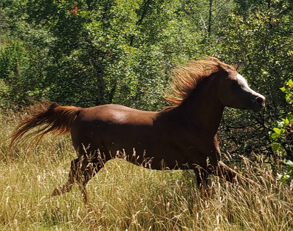 Light my fire - Arabian Thoroughbred 2021 by Habibate patakin