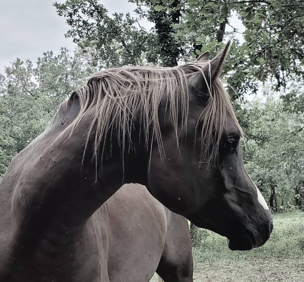 Light my fire - Arabian Thoroughbred 2021 by Habibate patakin