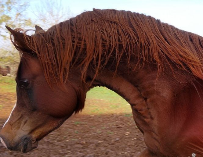 Light my fire - Arabian Thoroughbred 2021 by Habibate patakin