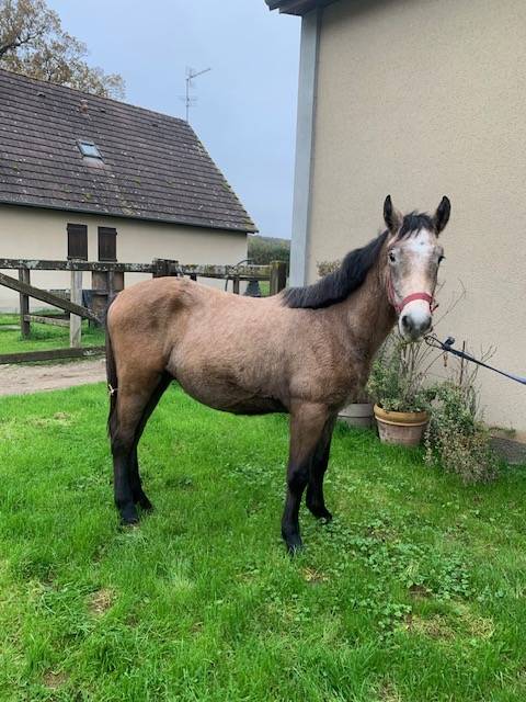 Colt Connemara For sale 2023 Buckskin