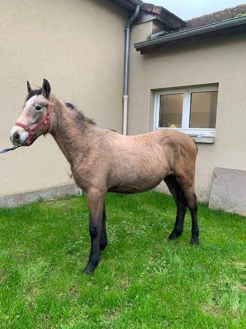 Colt Connemara For sale 2023 Buckskin