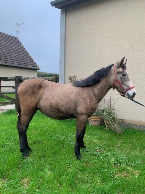 Colt Connemara For sale 2023 Buckskin