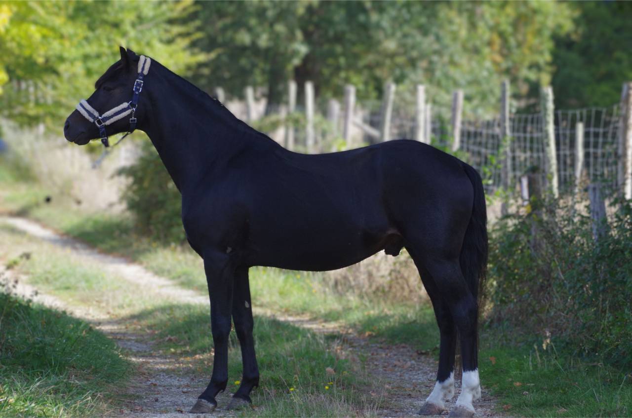 VOGNMANDGARDENS REMBRANDT - New Forest 2020 by OPBROEKS WICKLOW