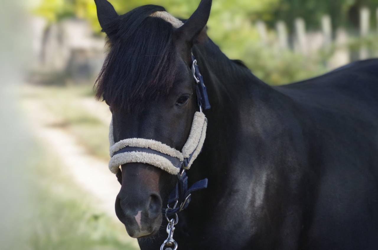 VOGNMANDGARDENS REMBRANDT - New Forest 2020 by OPBROEKS WICKLOW