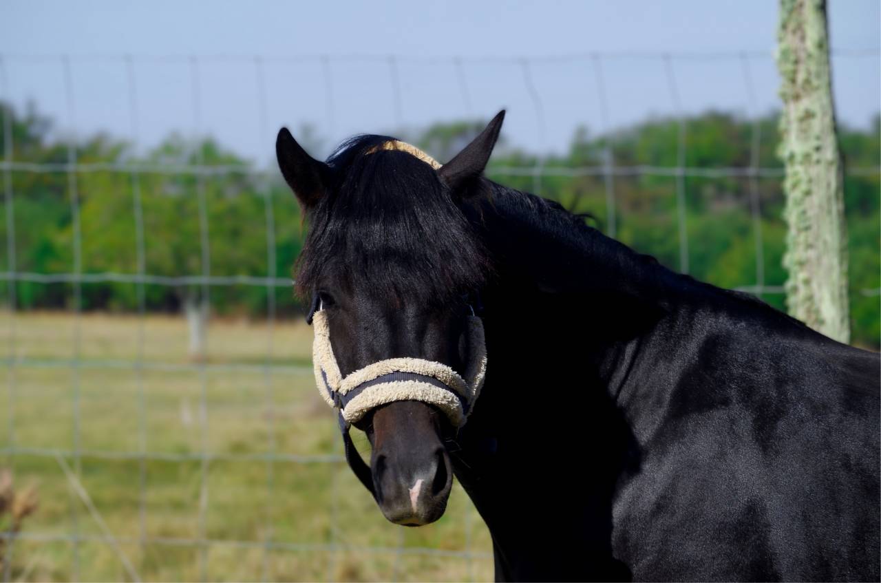 VOGNMANDGARDENS REMBRANDT - New Forest 2020 by OPBROEKS WICKLOW