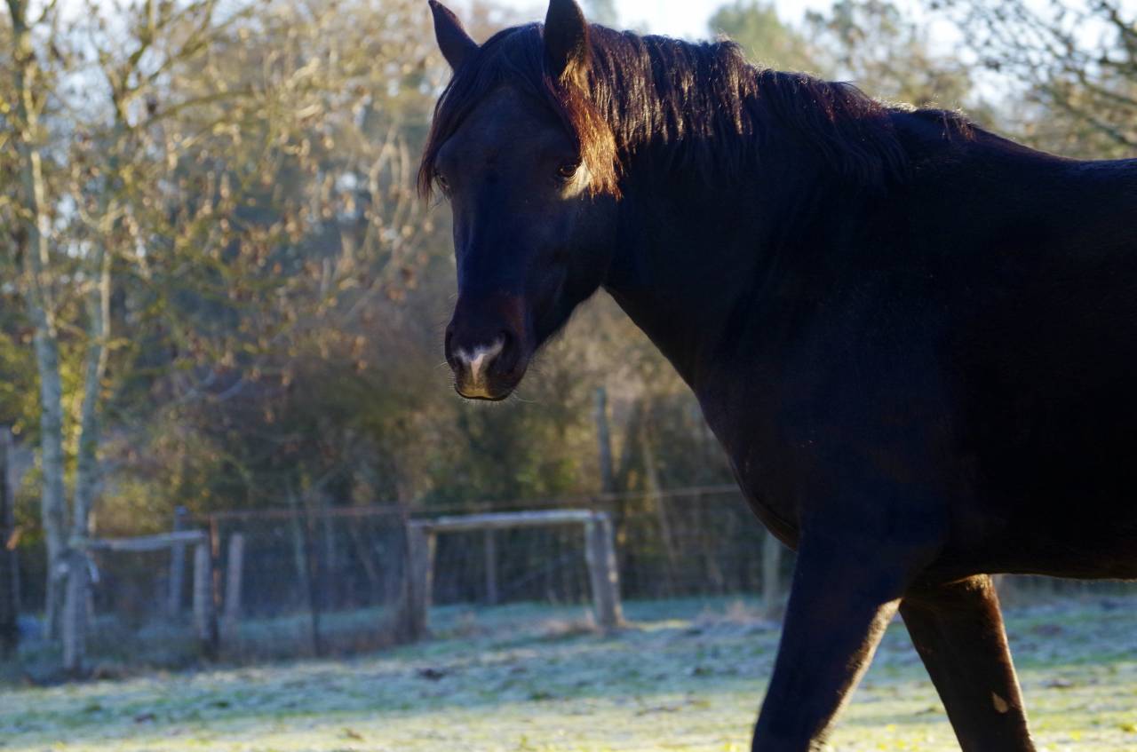 VOGNMANDGARDENS REMBRANDT - New Forest 2020 by OPBROEKS WICKLOW