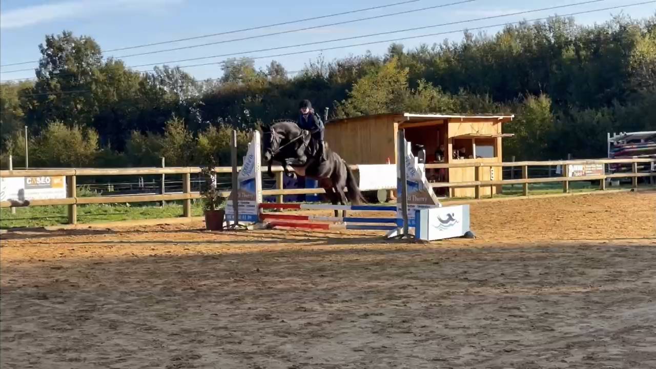 VOGNMANDGARDENS REMBRANDT - New Forest 2020 by OPBROEKS WICKLOW