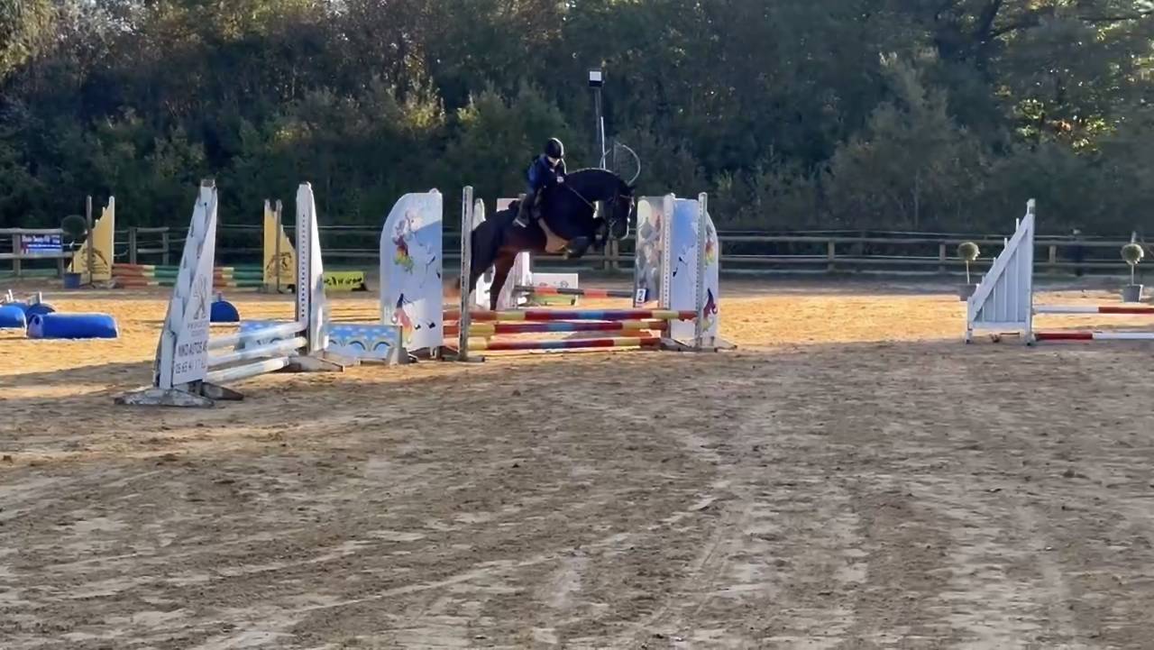 VOGNMANDGARDENS REMBRANDT - New Forest 2020 by OPBROEKS WICKLOW