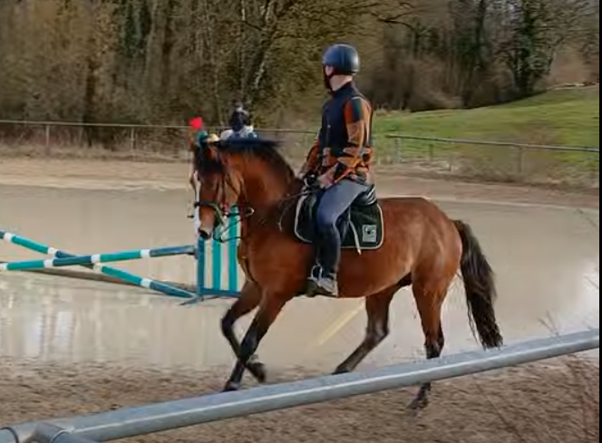 Entire French Saddle Pony For sale 2021 Bay