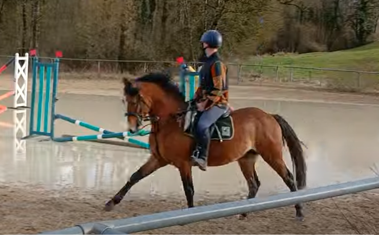 Entire French Saddle Pony For sale 2021 Bay