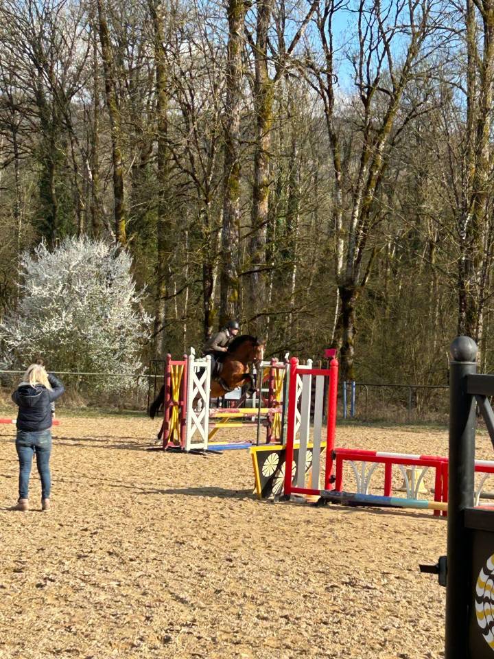 Entire French Saddle Pony For sale 2021 Bay