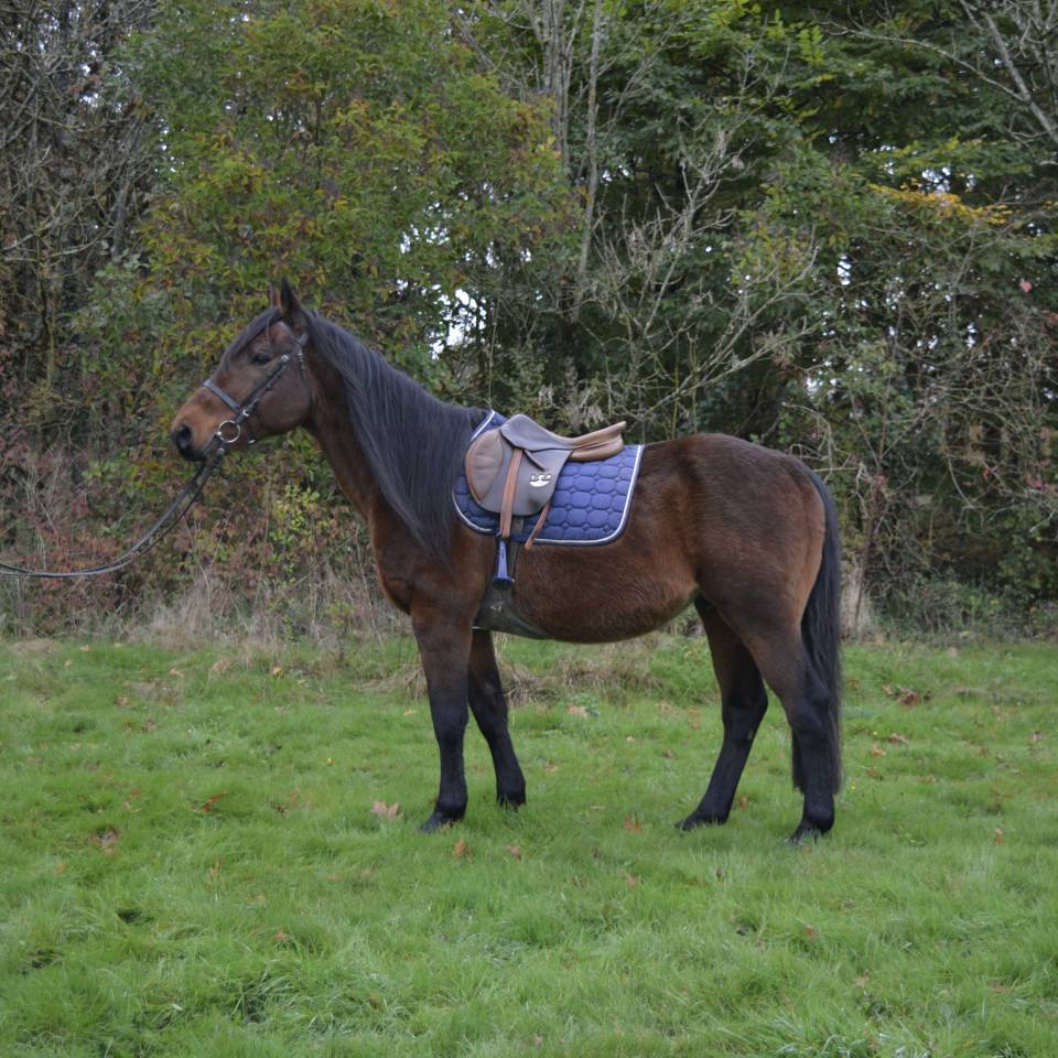 Gelding No Origin Recorded For sale 2014 Bay