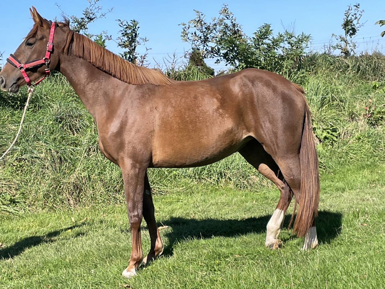 Mare Selle Français For sale 2021 Chesnut