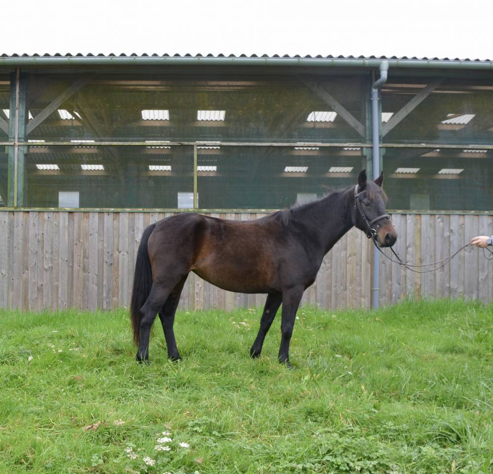 Mare Connemara For sale 2020 Bay