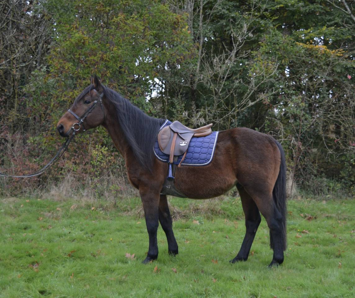 Gelding No Origin Recorded For sale 2014 Bay