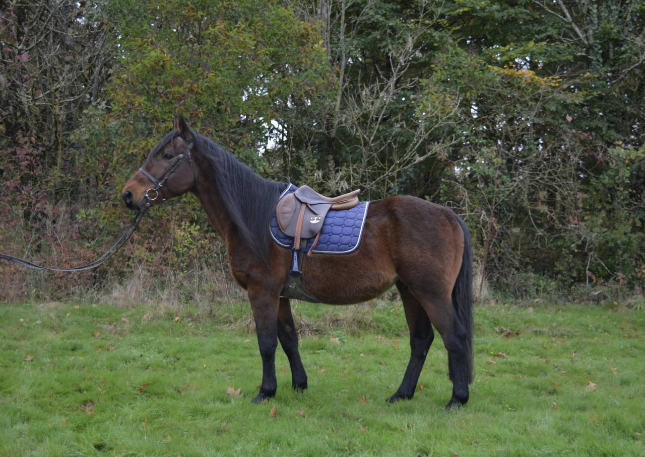 Gelding No Origin Recorded For sale 2014 Bay