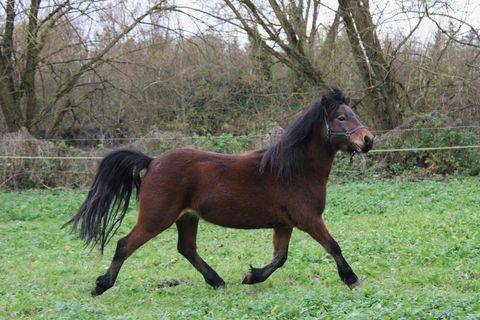 Mare Dartmoor For sale 2022 Bay