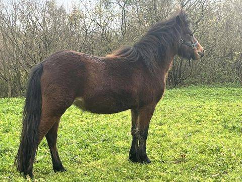 Mare Dartmoor For sale 2022 Bay