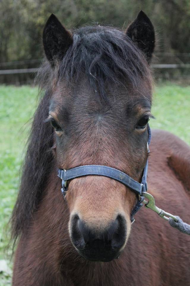 Mare Dartmoor For sale 2022 Bay