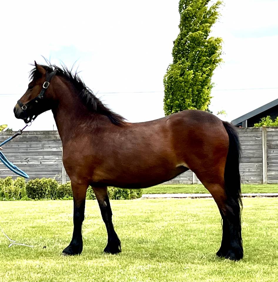 Mare Dartmoor For sale 2022 Bay