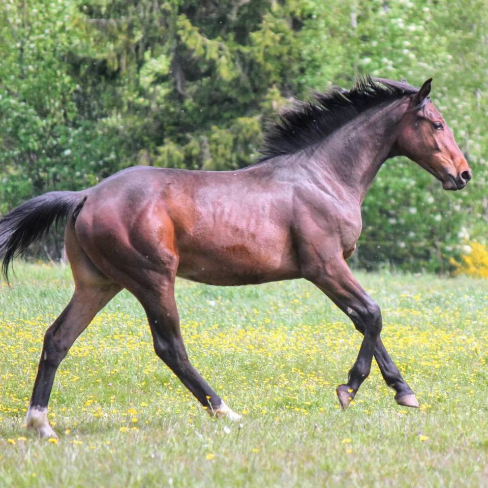 Stallion sBs Belgian Warmblood For sale 2023 Bay