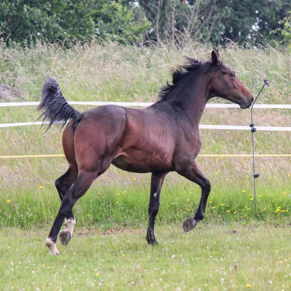 Stallion sBs Belgian Warmblood For sale 2023 Bay
