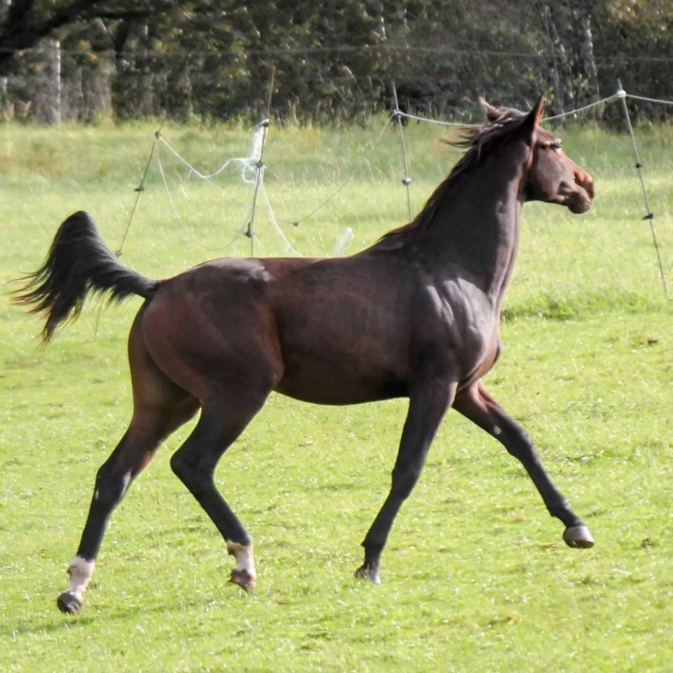 Stallion sBs Belgian Warmblood For sale 2023 Bay