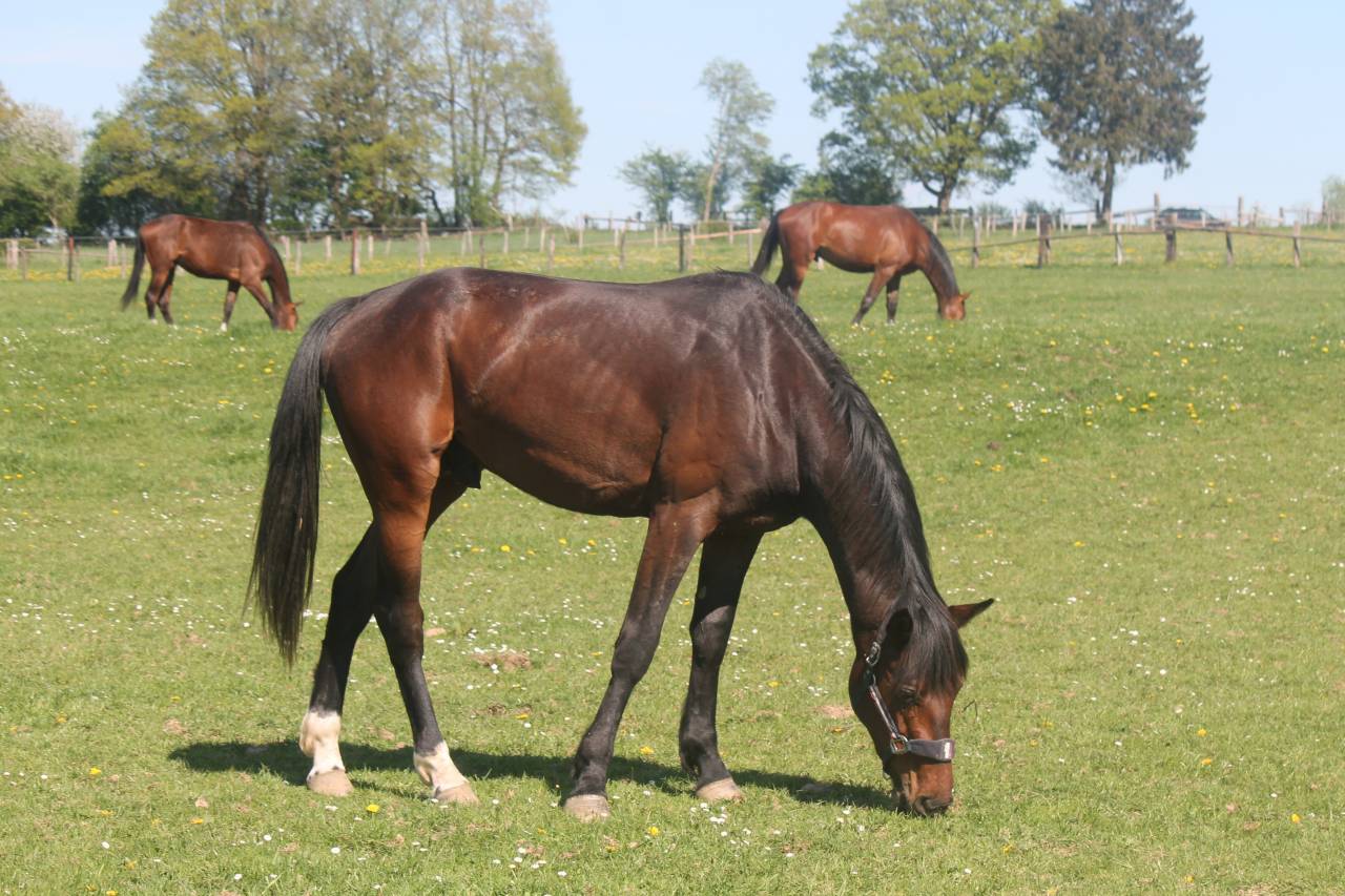 Stallion sBs Belgian Warmblood For sale 2023 Bay