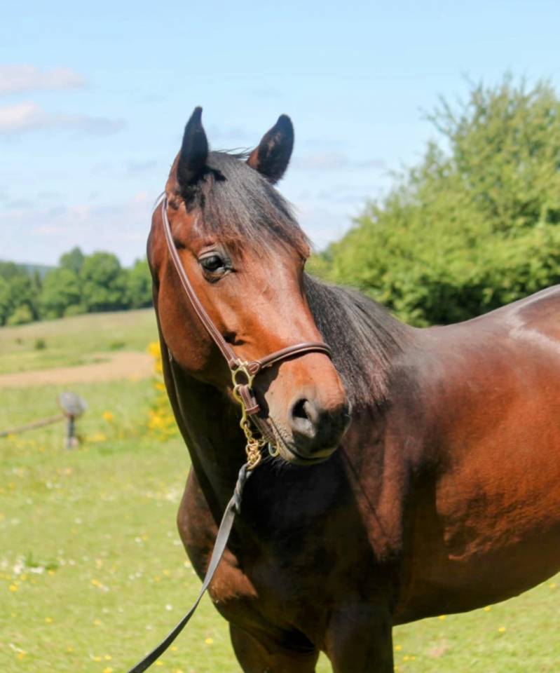 Stallion sBs Belgian Warmblood For sale 2023 Bay