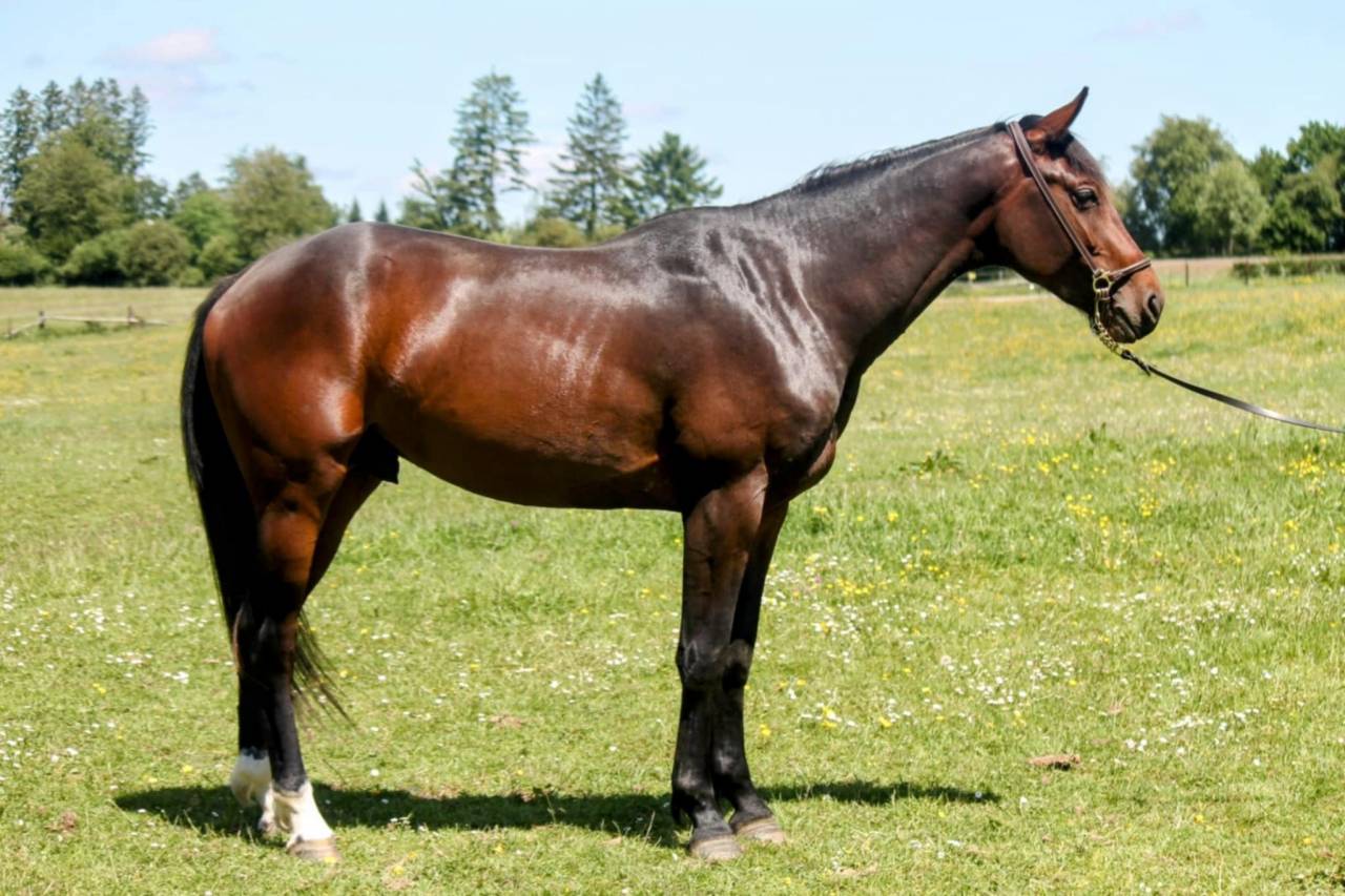Stallion sBs Belgian Warmblood For sale 2023 Bay