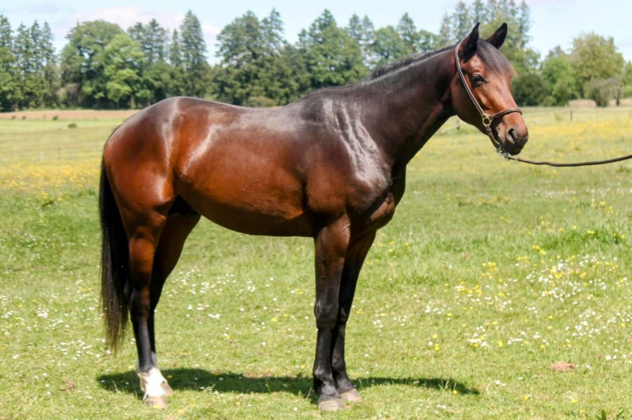Stallion sBs Belgian Warmblood For sale 2023 Bay