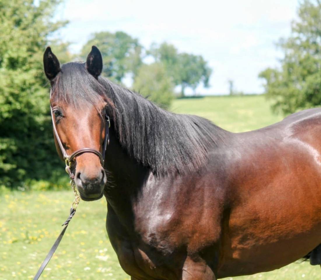 Stallion sBs Belgian Warmblood For sale 2023 Bay