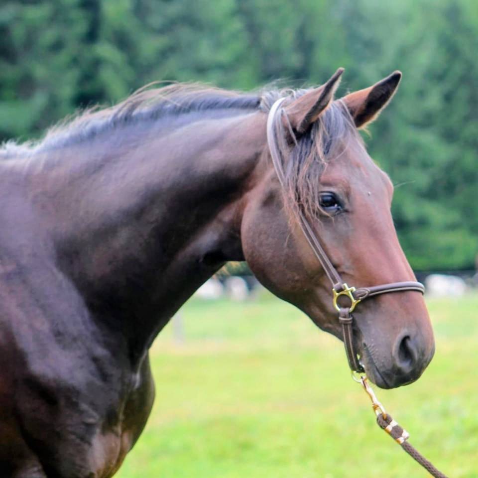 Stallion sBs Belgian Warmblood For sale 2023 Bay