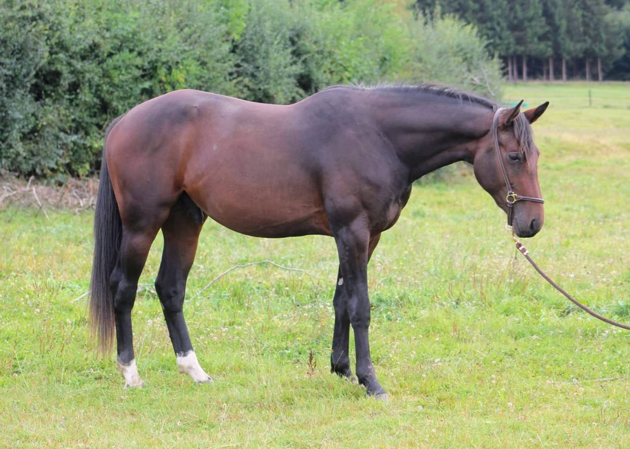 Stallion sBs Belgian Warmblood For sale 2023 Bay
