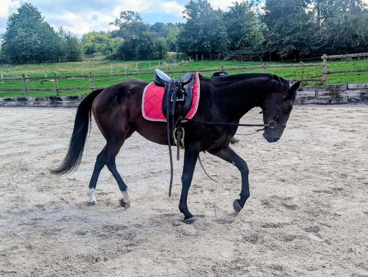 Gelding sBs Belgian Warmblood For sale 2023 Bay