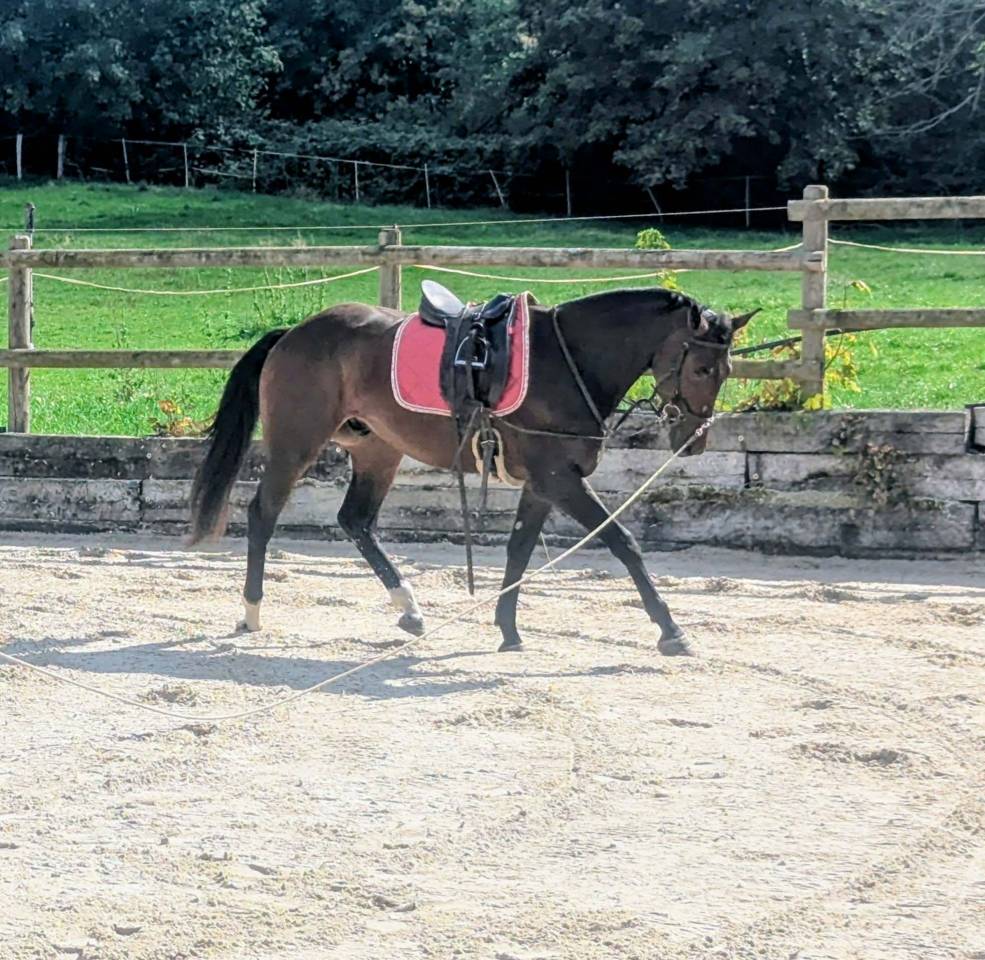 Gelding sBs Belgian Warmblood For sale 2023 Bay