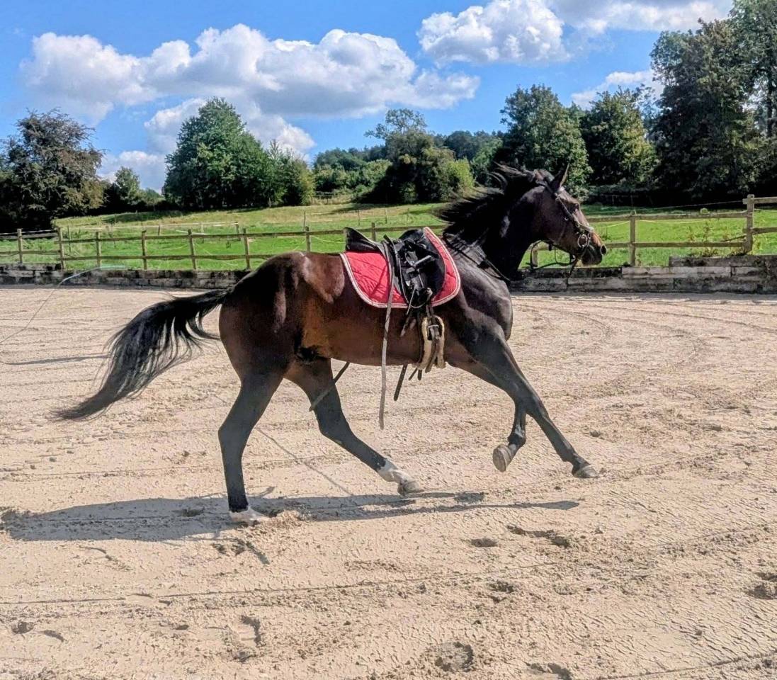 Gelding sBs Belgian Warmblood For sale 2023 Bay