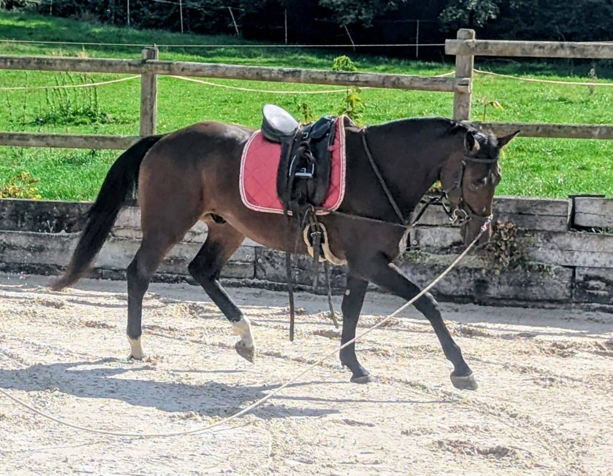 Gelding sBs Belgian Warmblood For sale 2023 Bay