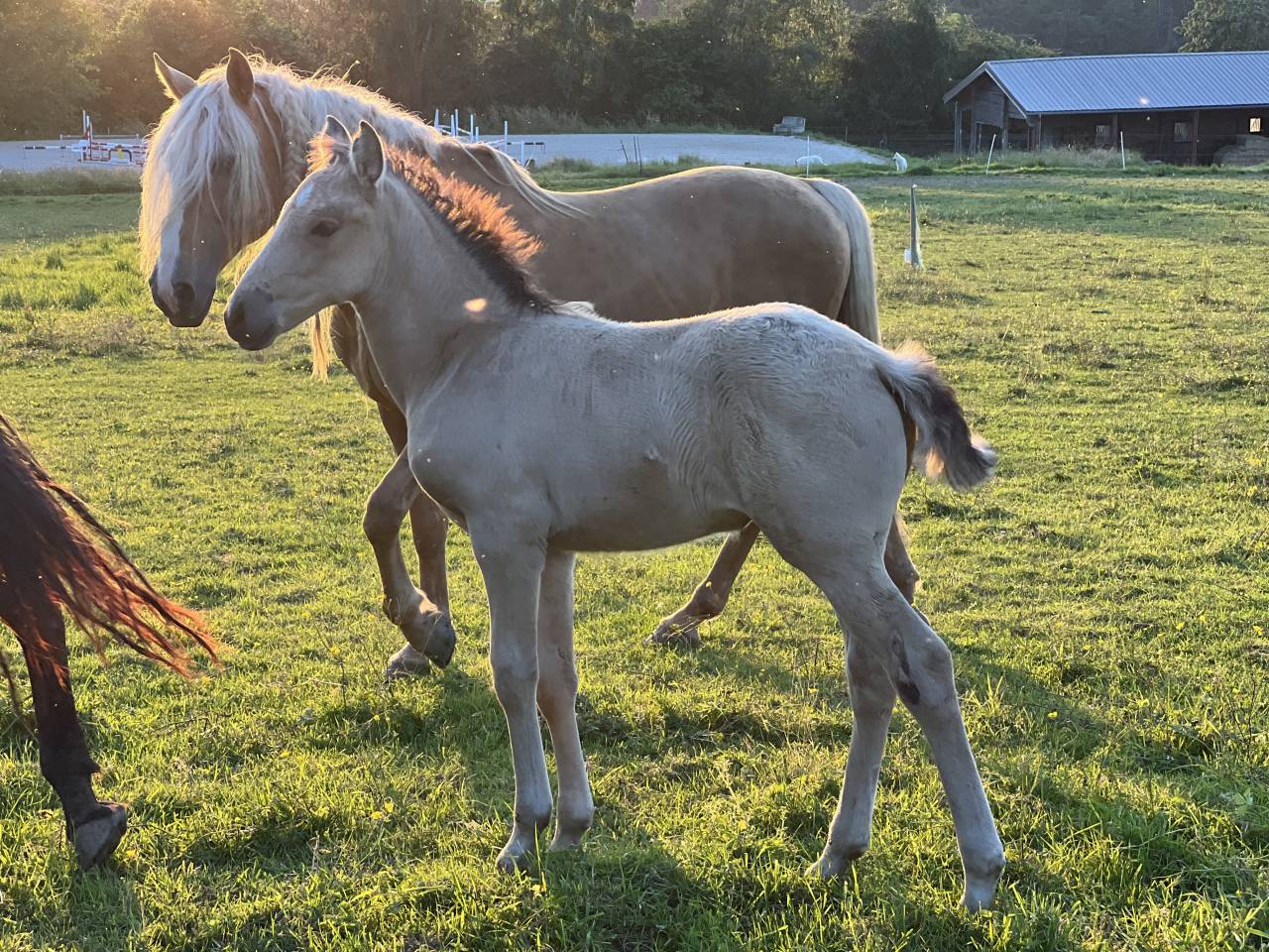 Filly Lusitano For sale 2024 Buckskin